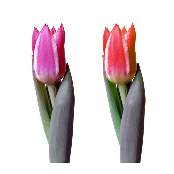 Dos Variaciones Tulipanes Frescos Coloridos Tulipanes Morados Rojos Con Hojas — Foto de Stock