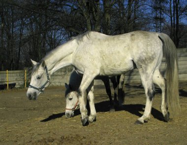 Bahar otlağında iki Roan atı. Beyaz atlı bir çift ile arka plan.