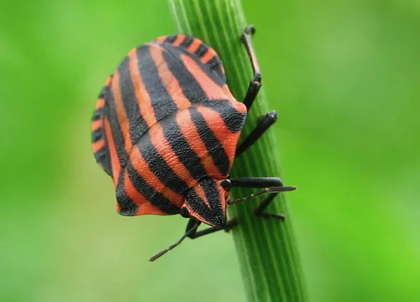 Coléoptère Rayé Rouge Noir Sur Une Tige Espèces Insectes Prêtresse — Photo