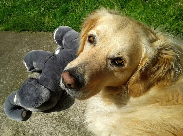 Snapshot with golden retriever in the garden, background. The dog is playing with a plush toy elephant.