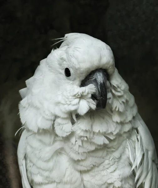 暗い背景に白いカクテルの鳥の肖像画 国内繁殖のためのバリエーション 鳥Moluccanカクテルオウム — ストック写真