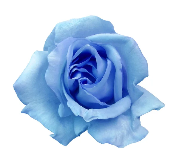 Card with a flower of a single blue blooming rose. Image with a flower of a blue gardening rose, object white isolated.