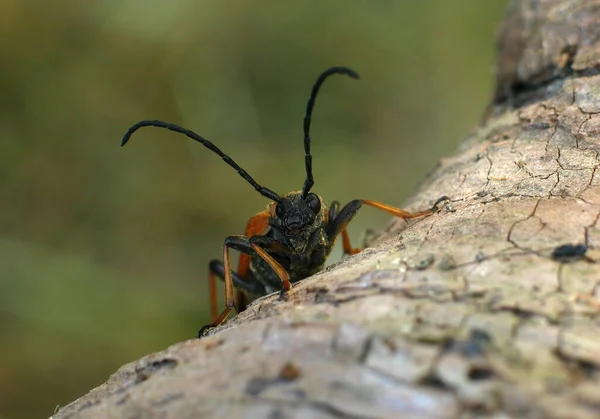 Macro Disabled Beetle Species Ground Beetle Escarabajo Insecto Madera Con — Foto de Stock