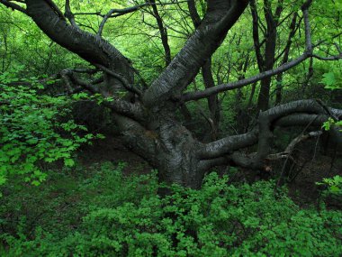 Baharda koruma altındaki bir alanda ağaç dalları ve genel bitki örtüsü olan duvar kağıdı.