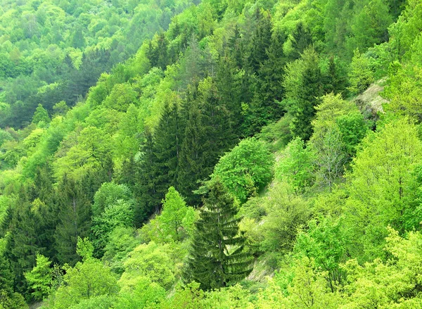 山林坡 谷背景 春天的自然绿叶 有许多针叶树和落叶树 — 图库照片