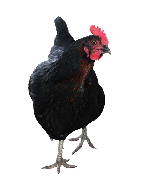 Breeding Breed Black Domestic Hens Background White Hen Bird Solitary — Stock Photo, Image