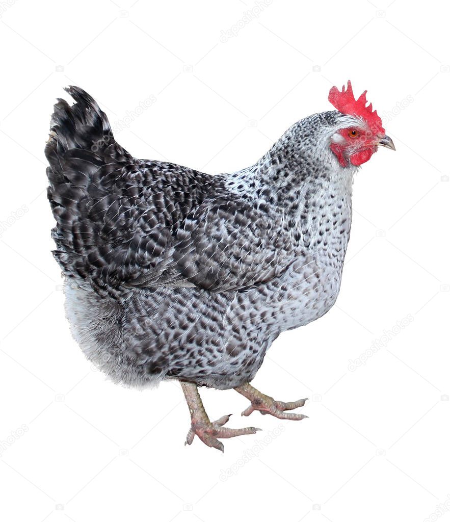 Breeding breed of spotted gray domestic Hen. Background over white. The hen bird is solitary and white isolated.