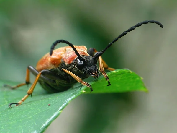 大型甲虫 橙色地面甲虫的种类 在绿叶上的带有野外甲虫的背群 — 图库照片