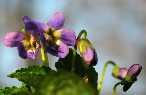Fialky Kvetou Parku Jaře Skupina Kvetoucích Vonných Fialek Přírodě — Stock fotografie