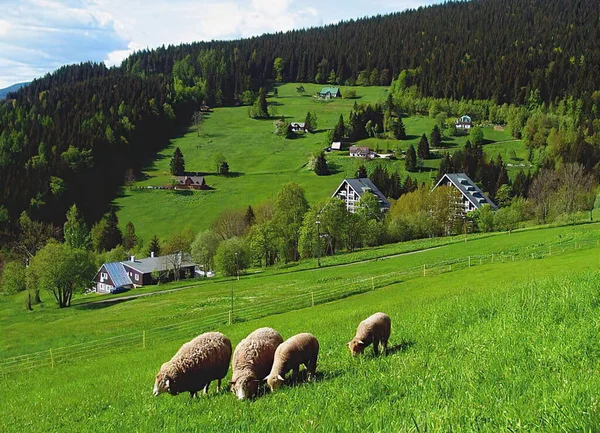 Paisaje Con Paisaje Montaña Pastos Con Ovejas Ambiente Natural Montaña —  Fotos de Stock