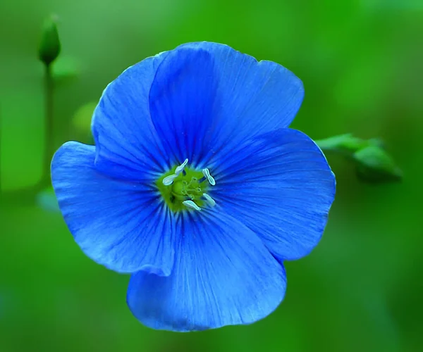 Malá Květinka Modré Chrpy Rozmazaném Pozadí Zelené Pozadí Jedním Kvetoucí — Stock fotografie