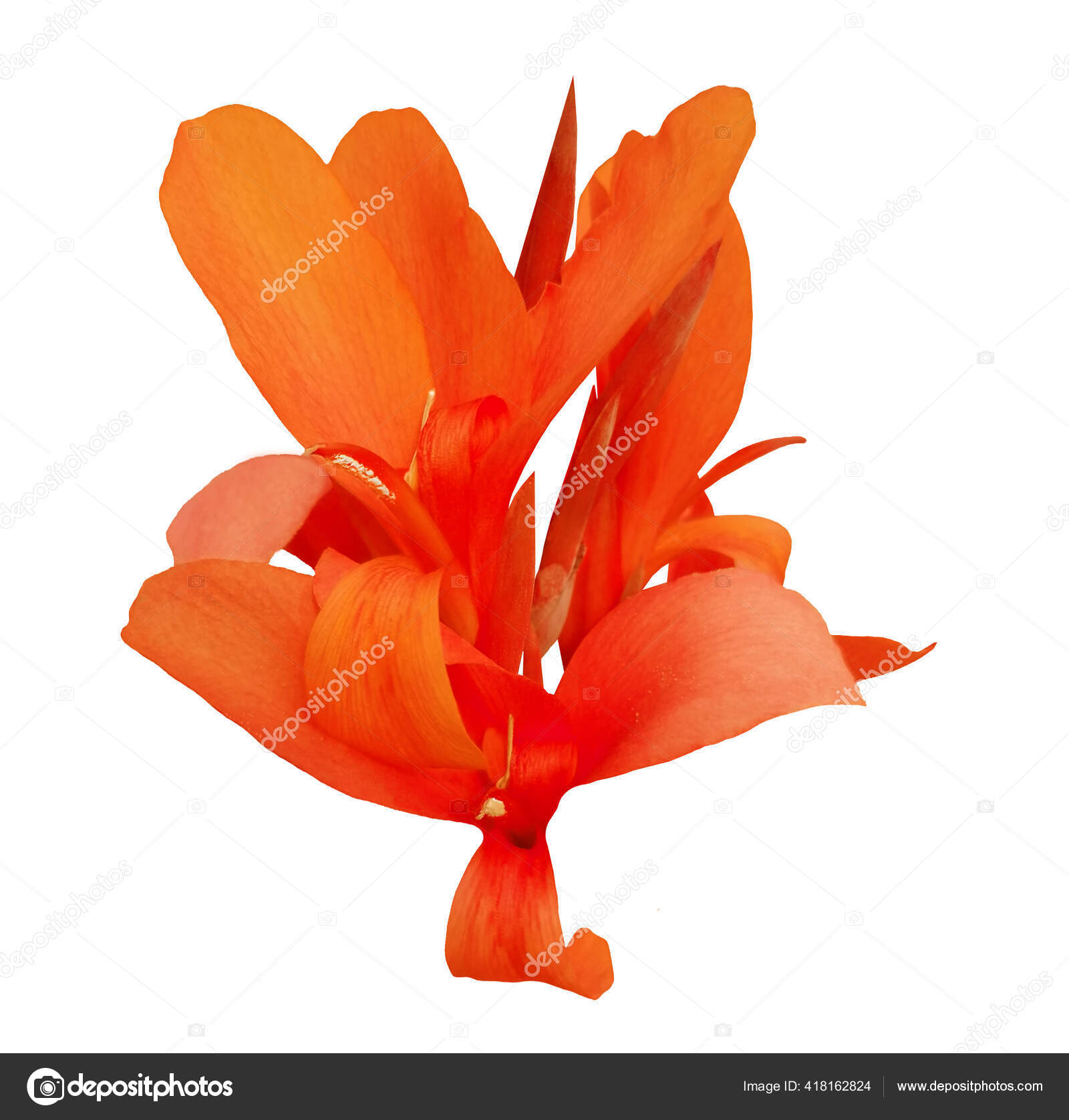 Flores sin abrir fotos de stock, imágenes de Flores sin abrir sin royalties | Depositphotos Flores sin abrir fotos de stock, imágenes de Flores sin abrir sin royalties | Depositphotos