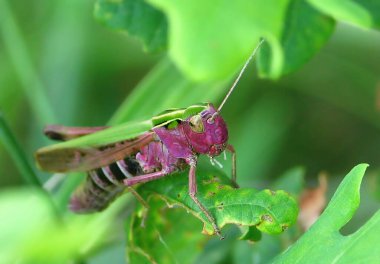Yeşil yapraklı otlak mor çekirgeyle arka plan. Nadir bulunan mor çekirge sebze bahçesini yer ve ona zarar verir..