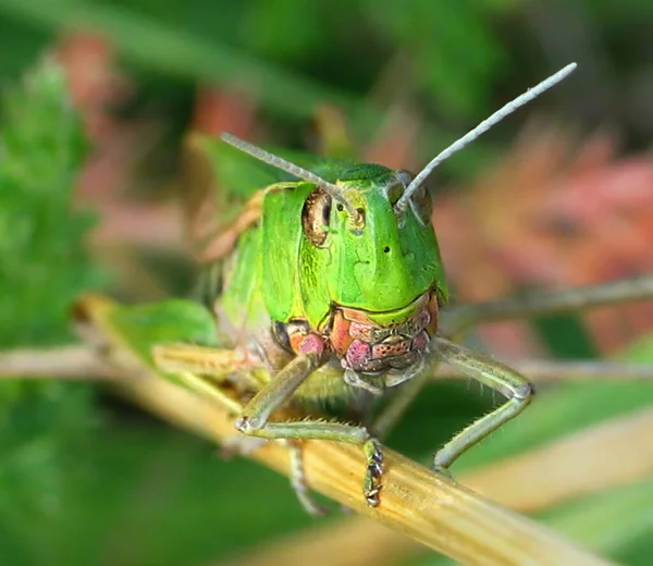 Fondo Con Saltamontes Verdes Anfas Sobre Una Hoja Verde Gran — Foto de Stock