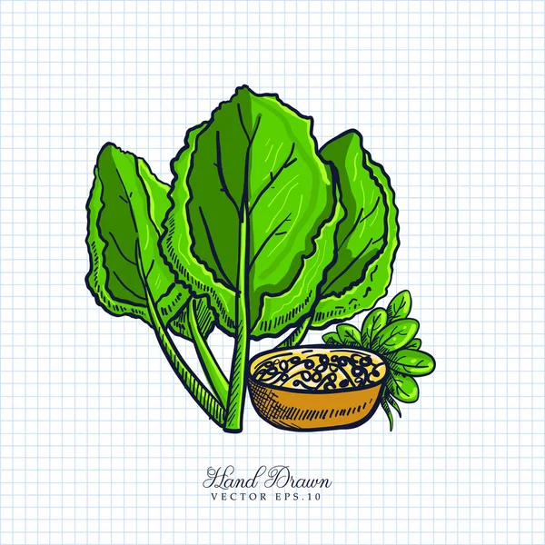Vecteur Chou Frisé Herbes Dessiné Main Sur Papier Illustration Croquis — Image vectorielle