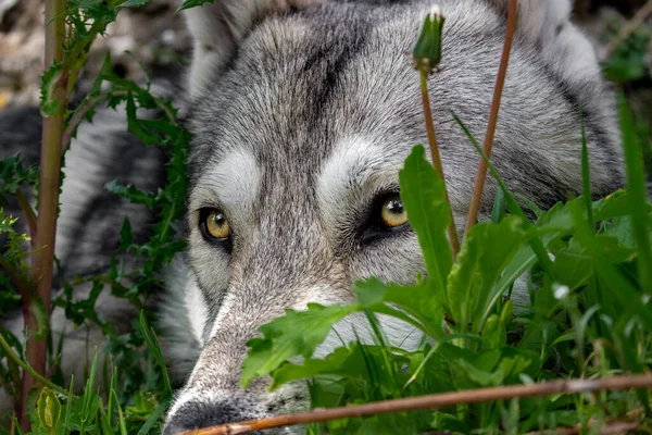 Ouray\'s yellow eyes. Like a real wolf