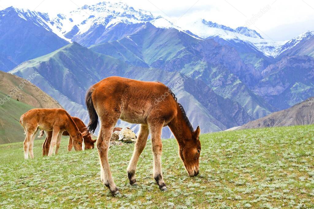 A horse is eating grass