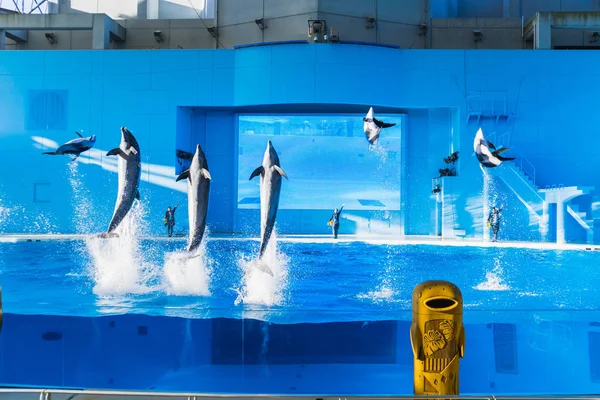 YOKOHAMA, JAPÓN MARZO 13,2019 Delfines saltando en el aire en Hakkeijima Sea Paradise Show —  Fotos de Stock