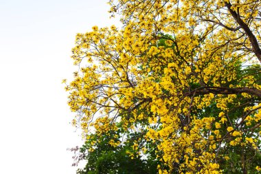 Sarı tabebuia çiçek çiçek