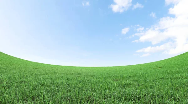 green grass field and blue sky 3D rendering