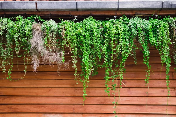 Folhas verdes de Dischidia nummularia planta pendurada na parede de madeira — Fotografia de Stock