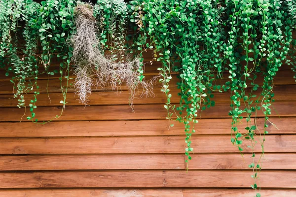 Folhas verdes de Dischidia nummularia planta na parede de madeira de perto — Fotografia de Stock