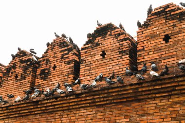 Chiangmai Thapae kapı antik tuğla duvar güvercin sürüsü