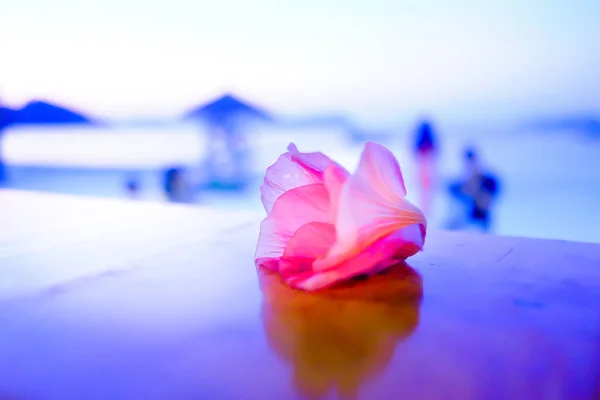 Pink Flower on the wood table at the beach