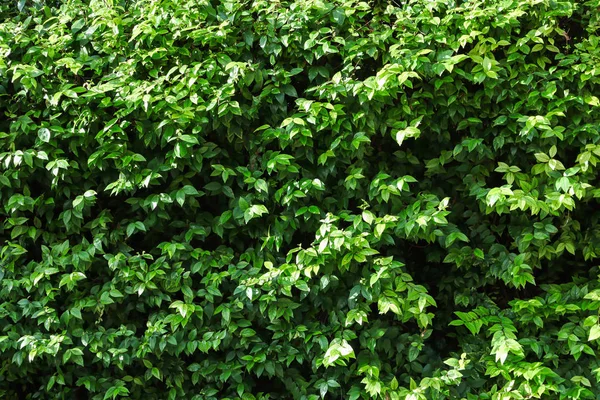 Textura de folha verde, Fundo texturizado, Wrightia religiosa Décima folha verde — Fotografia de Stock