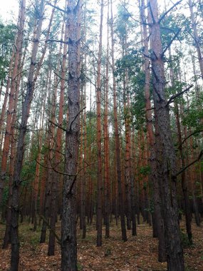 Sonbahar Orman Ağaçları, Düşük Açı