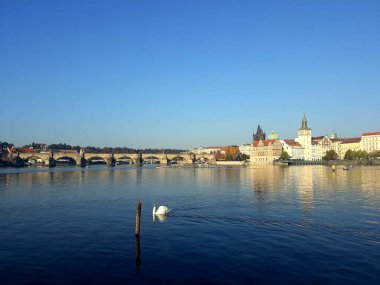 Charles Bridge ile Vltava Nehri 'nin manzarası. Nehirdeki Kuğu