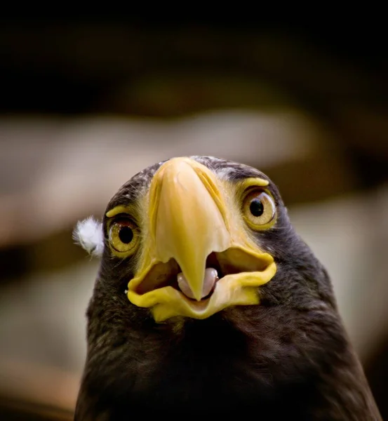 Closeup Portrait Sea Eagle — Stock Photo, Image