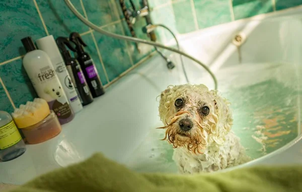 Біхонський Собака Купається Ванній — стокове фото
