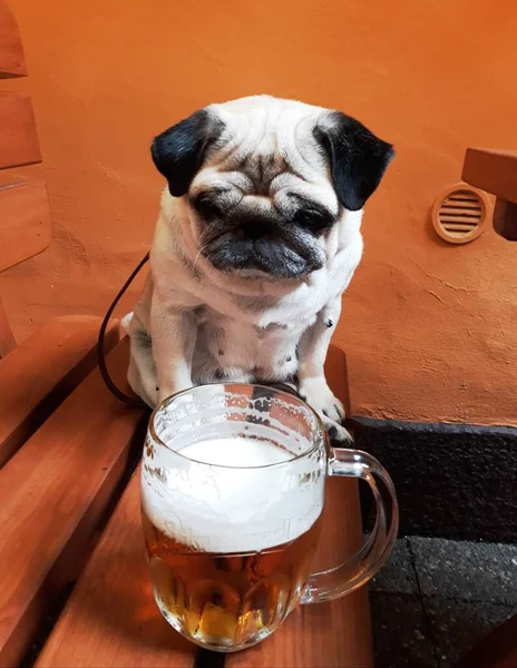 Pug Dog Olhando Para Copo Cerveja — Fotografia de Stock