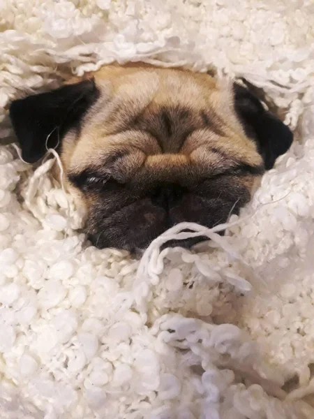 Pug Dog Rolled Up In Blanket