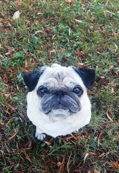 Pug Hond Zittend Een Gras — Stockfoto