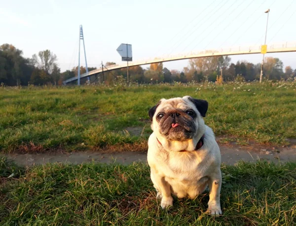 Pug Dog Siedzi Trawie Pobliżu Mostu — Zdjęcie stockowe