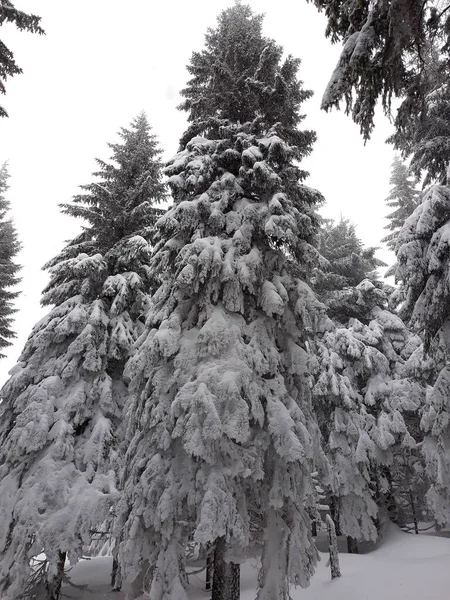Árvores Nevadas Inverno Floresta — Fotografia de Stock