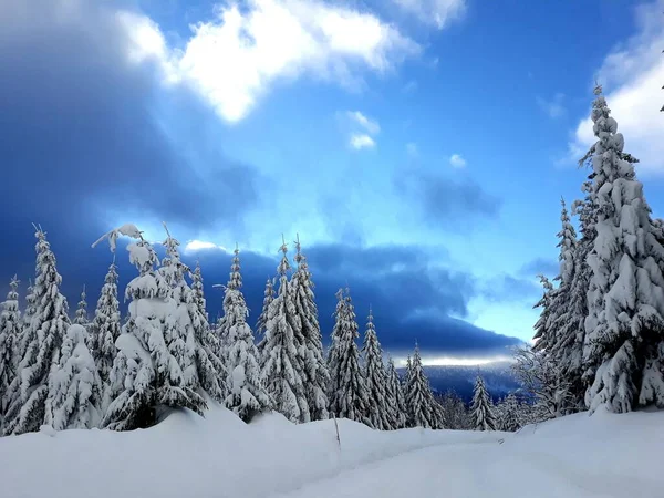 Zimní Pohled Zasněžené Stromy Horách — Stock fotografie