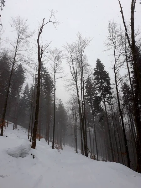 Δάση Χειμώνα Ψηλά Δέντρα — Φωτογραφία Αρχείου