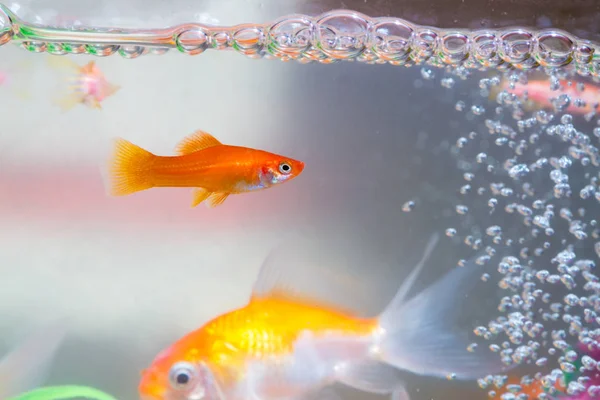 Liten Fisk Akvariet Eller Akvarium Guld Guppy Och Röd Fisk — Stockfoto