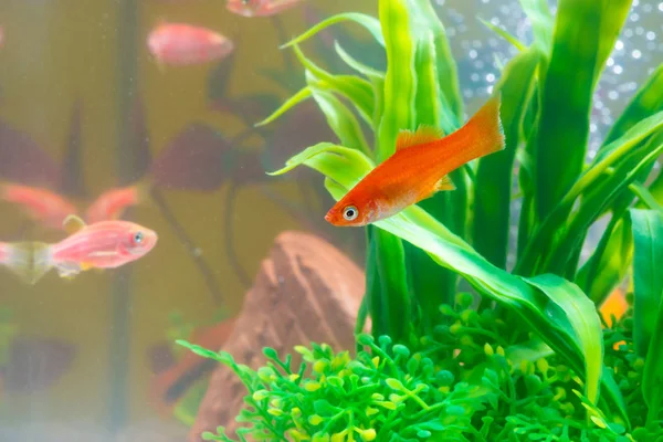 Pequenos Peixes Vermelhos Com Planta Verde Tanque Peixes Aquário Conceito — Fotografia de Stock