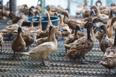 Çiftlikte ördek grubu, Tayland 'da geleneksel çiftçilik, hayvan çiftliği..