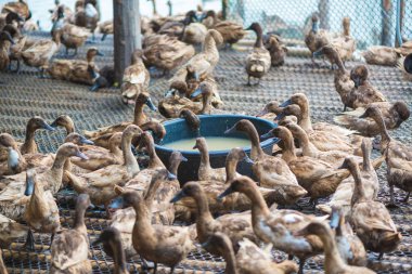 Ördek çiftliği, Tayland'da Tarım geleneksel yemek yeme