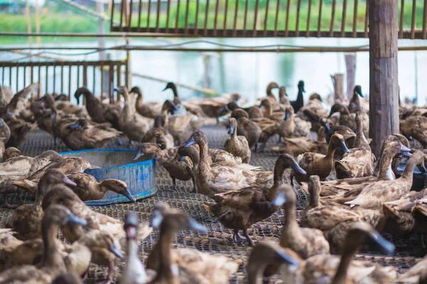 Grupo Patos Exploração Agrícola Agricultura Tradicional Tailândia Exploração Animal — Fotografia de Stock