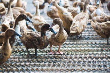 Çiftlikte ördek grubu, Tayland 'da geleneksel çiftçilik, hayvan çiftliği..