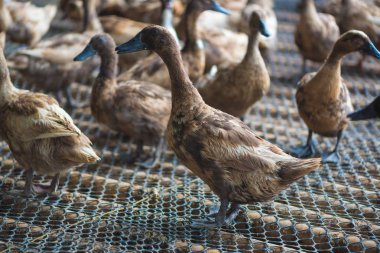 Çiftlikte ördek grubu, Tayland 'da geleneksel çiftçilik, hayvan çiftliği..