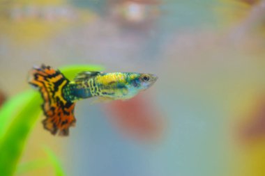 Akvaryum veya akvaryum, altın balık, guppy ve kırmızı balık, küçük balık sazan yeşil bitki, sualtı canlıları kavramı ile fantezi.