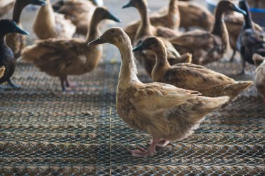 Çiftlikte ördek grubu, Tayland 'da geleneksel çiftçilik, hayvan çiftliği..
