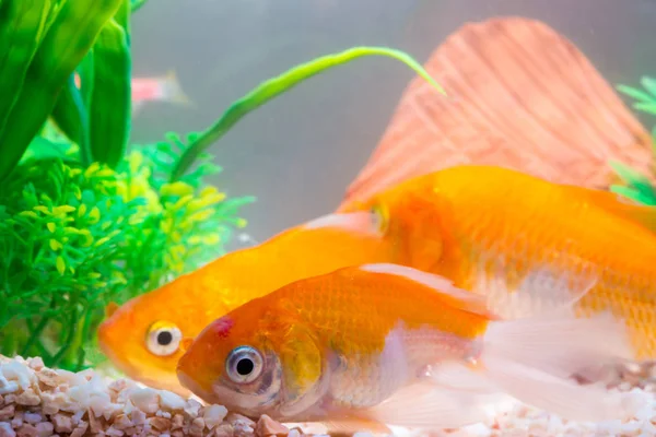 Liten Fisk Akvariet Eller Akvarium Guld Guppy Och Röd Fisk — Stockfoto